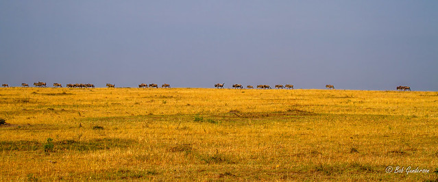 Wildebeests at Dawn