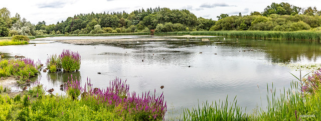 A dammed strream formed this pond. With much human intervention it has become naturalised and a conservation success, Horsham, West Sussex, England.