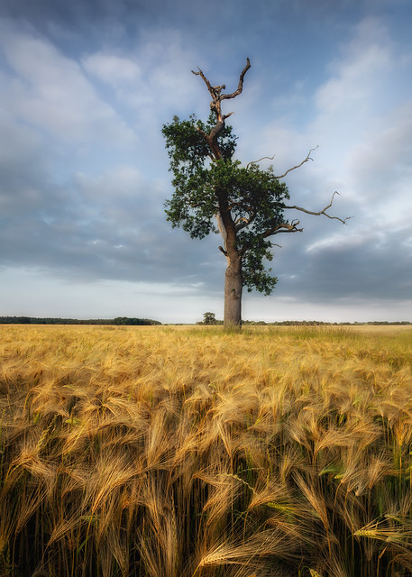 Barley tree