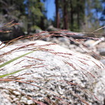 Agrostis scabra - rough bentgrass Rough bentgrass growing in crevices of the boulders, which lie along the shore of Lake Tahoe just north of Emerald Bay, El Dorado County, California. Rough bentgrass, a short-lived perennial bunchgrass, occupies dry disturbed sites in these rock crevices that lie on the lake shore. 