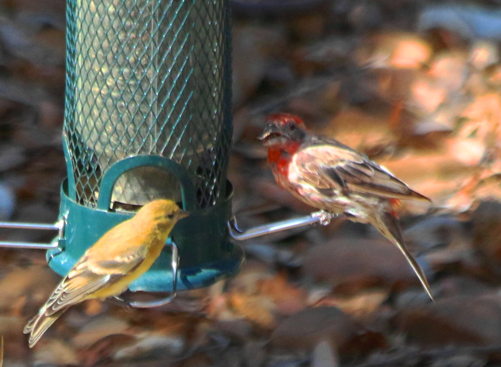 American Goldfinch with House Finch