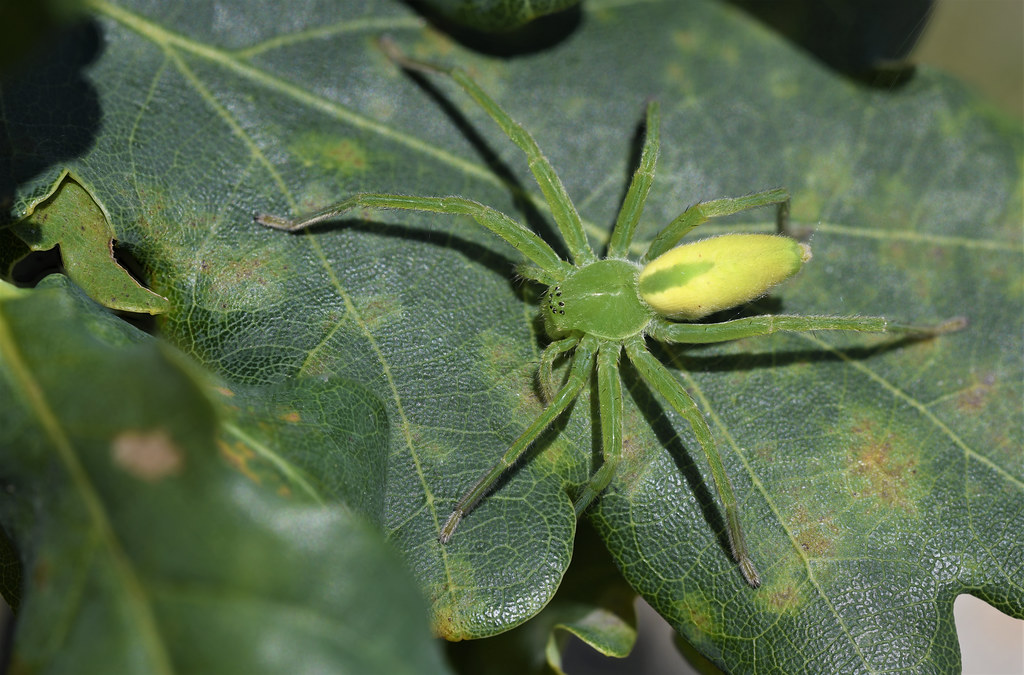 Green Huntsman Spider (Micrommata virescens) - female