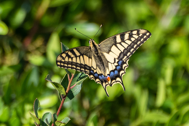 Borboleta cauda-de-andorinha | Papilio machaon | Swallowtail