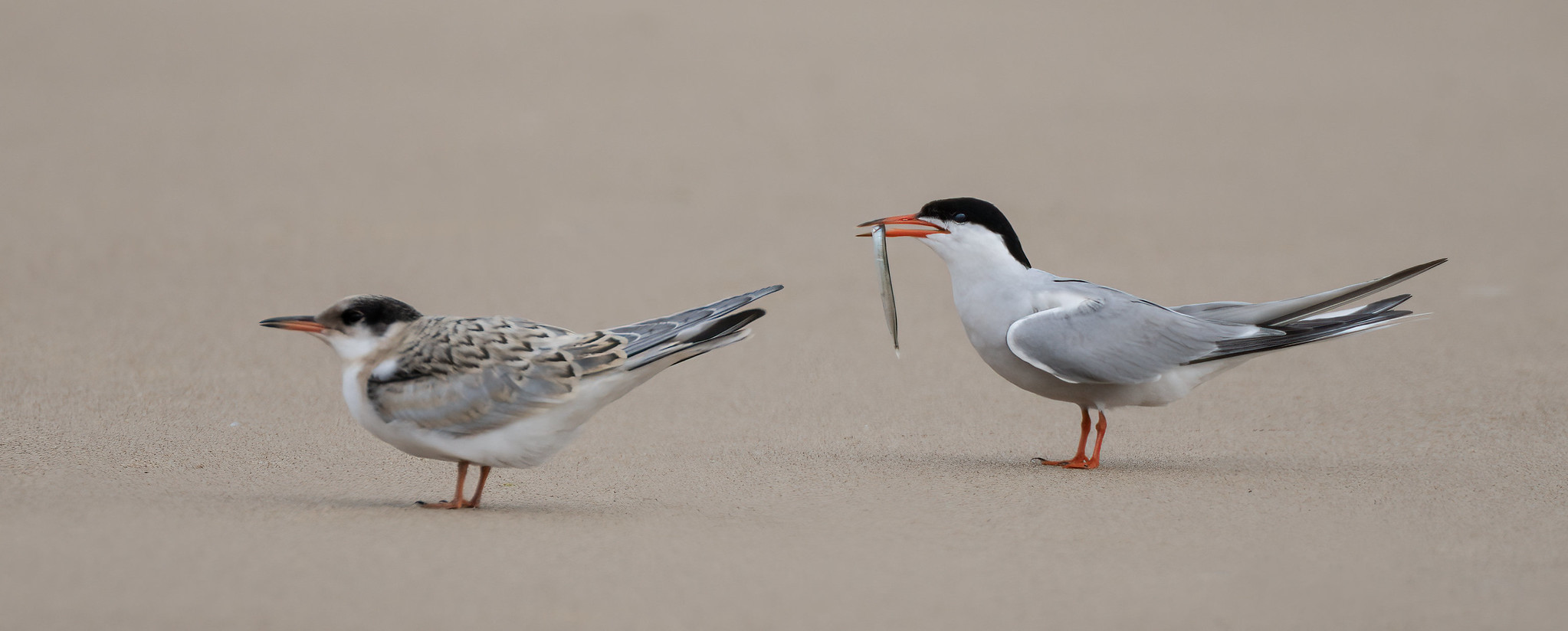 Common Tern.....Well, do you want this fish or not?