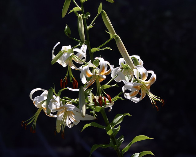 Speciosum lily, 'Lady Alice'