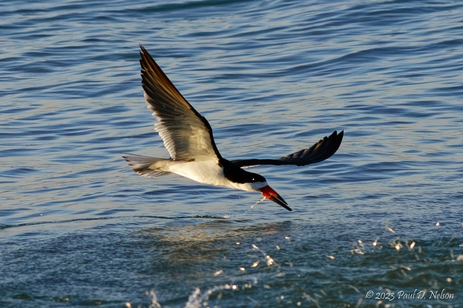 _PDN4989_Black Skimmer; Navarre Beach, Florida