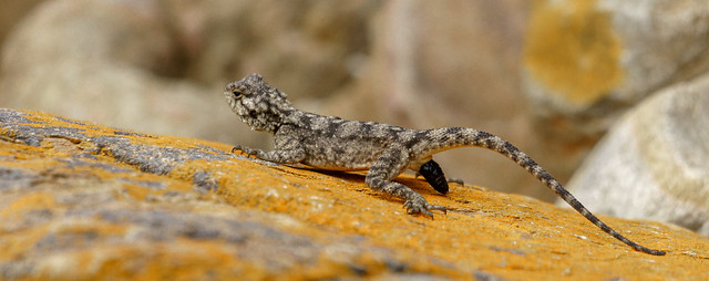 Southern African Rock Agama Defacating - South Africa 40