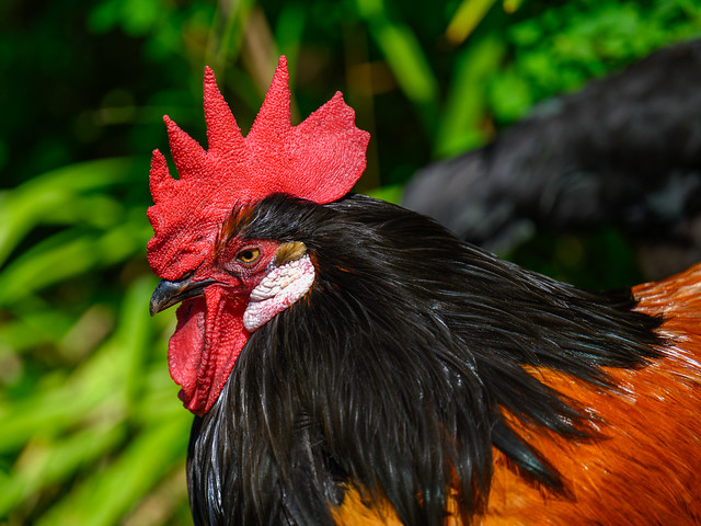 The Concept of Virility -  A rooster in the zoo of Saarbrücken