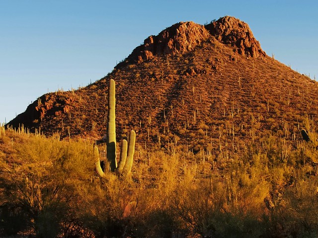 Mountain and cactus, Pima County, Arizona..