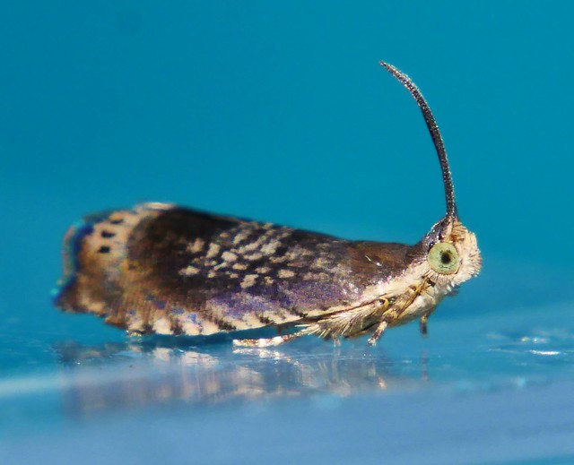 Mackeral sky moth Grapholita sp Tortricidae Mandalay rainforest Airlie Beach P1090997