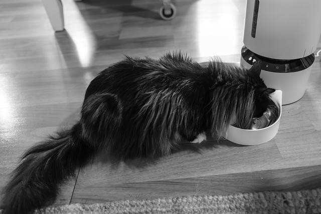 Cat tales about split pet feeders #1…Mittens eats alone.