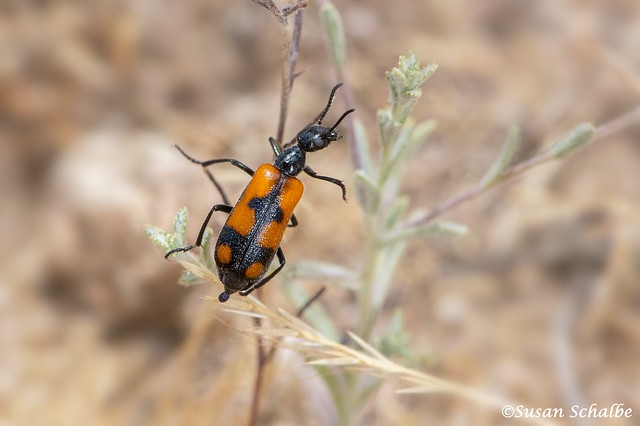 Sunning beetle