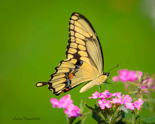 Swallowtail Butterfly Explore July 30th, 2023