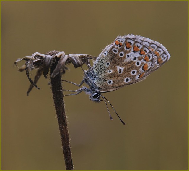2nd Brood Female Common Blue resting  - Prestbury Hill