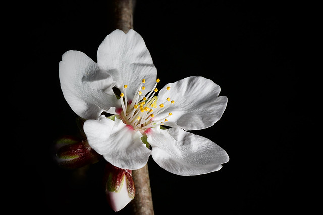 The first flower of spring in our backyard, will be an almond in Autumn.