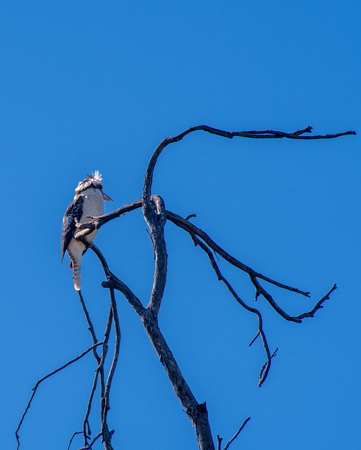 Kookaburra in That Tree