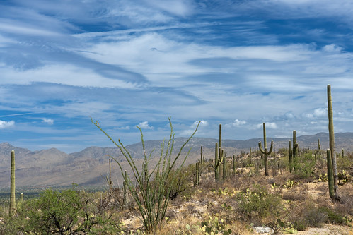 arizona saguaronationalparkeast saguaro bluesky clouds landscape valley tuscon sonyilce7m4 sonyfe24105mmf4goss ocotillo pricklypear mountains hill desert