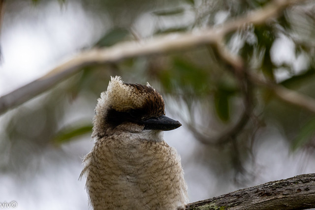 On a sunny summer evening, adult Kookaburra surveys potential dinner offerings perched 10m above ground on gum tree at our garden. Kookaburras are carnivorous, eating mice, snakes, insects, small reptiles, and the young of other birds. Uncropped image