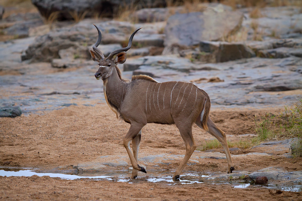Young Kudu Antelope