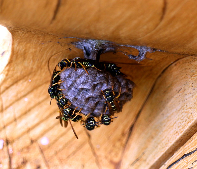 Feldwespe - Polistes sp. - umbrella wasps or paper wasp, Austria