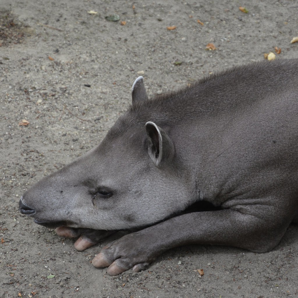 Zuid-Amerikaanse tapir (Tapirus terrestris)
