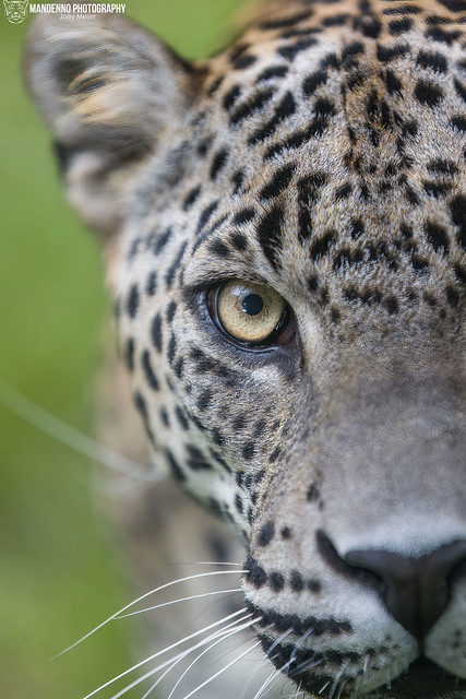 Sri Lanka Leopard - Zoo Maubeuge