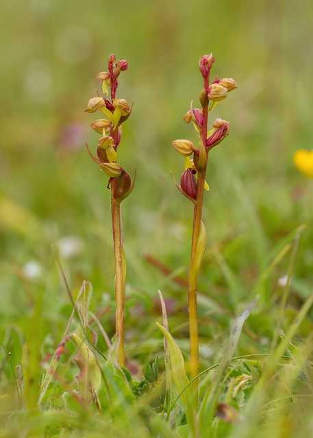 Frog Orchid - Dactylorhiza viridis