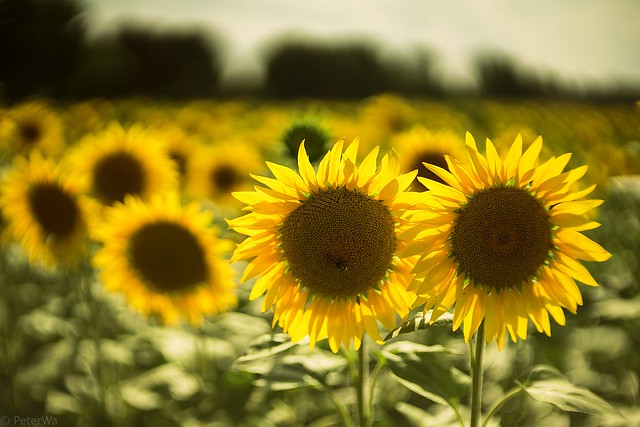 sunflowers  -  Sonnenblumen