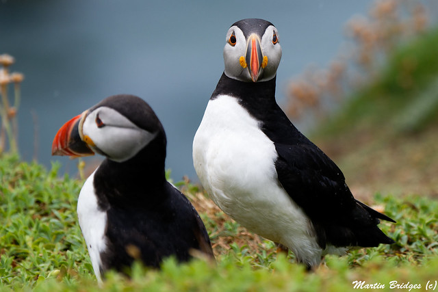 Couple Of Puffins