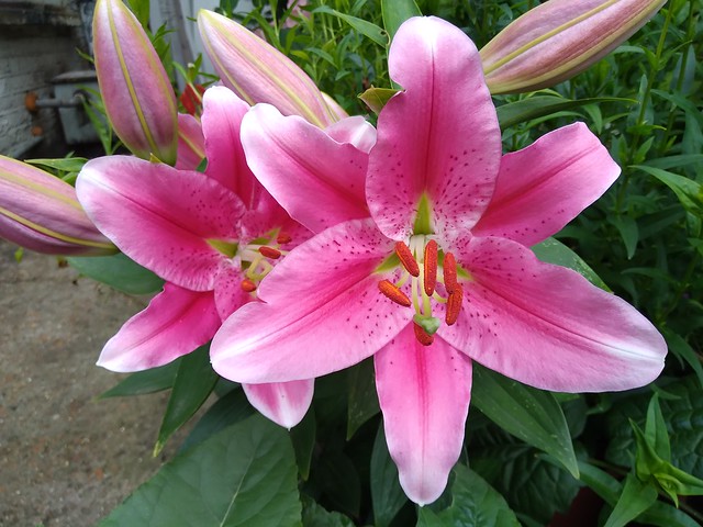 Lily oriental (lilium orientalis) 'Gentle romance'