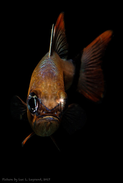 Ostorhinchus aureus, Ring-tail Cardinalfish
