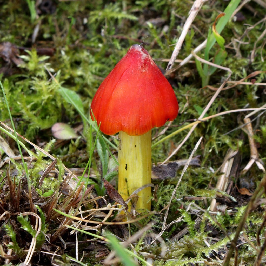 Colourful fungi (EXPLORE July 30, 2023)