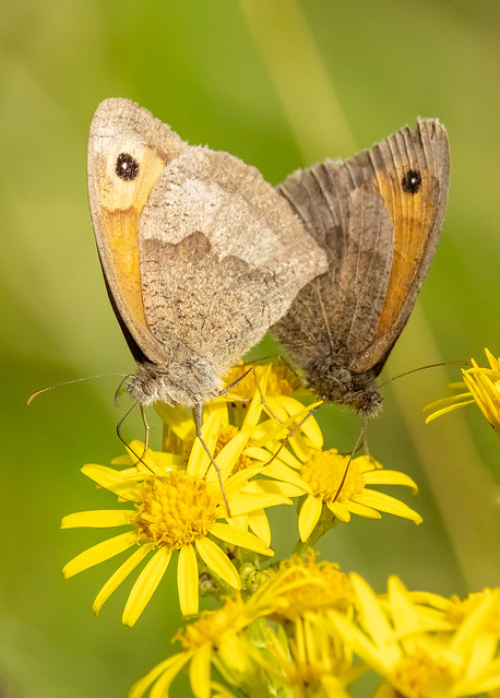 Meadow Browns on Flower (Explored)