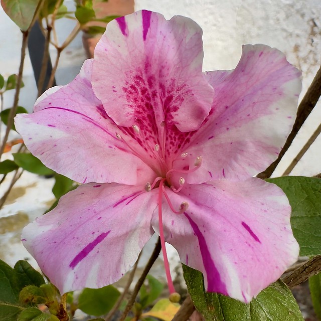 My brother's potted #azalea is blooming! #flowers #TrumbullCT
