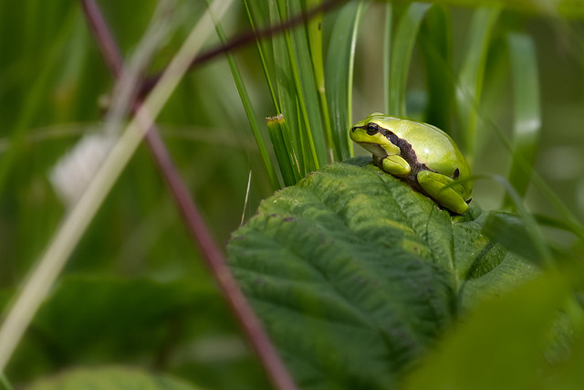 Tree frog ( II )