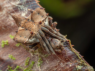 Bolas spider (Ordgarius sp.) - P7073585