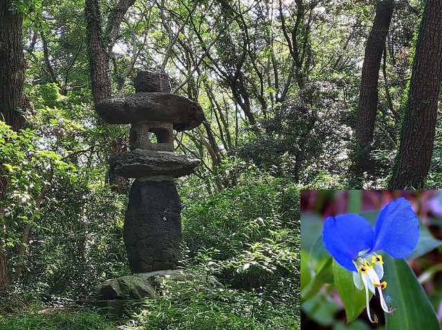Day Blue. Commelina communis, Asiatic Dayflower, and a Japanese Lantern, Nishi Park, Fukuoka, Japan
