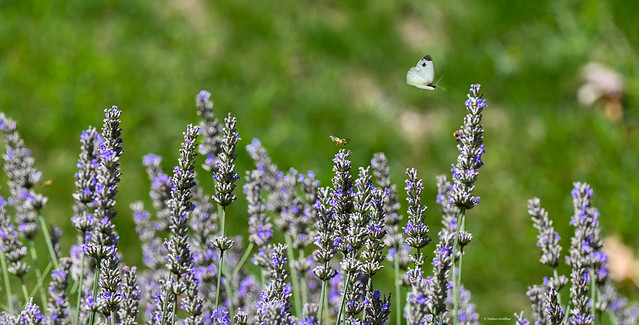 butterfly in lavender
