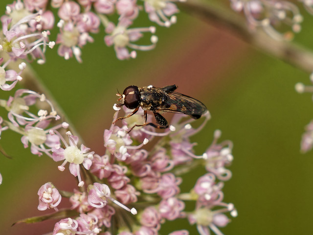 Thick-legged Hoverfly Syritta pipiens??