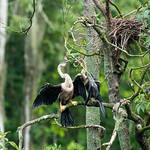 Anhingas This pair of hingas were doing...something....at Silver Springs in Ocala Florida