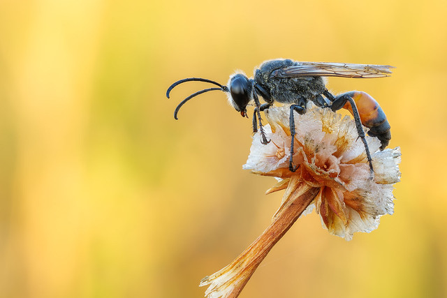 golden digger wasp