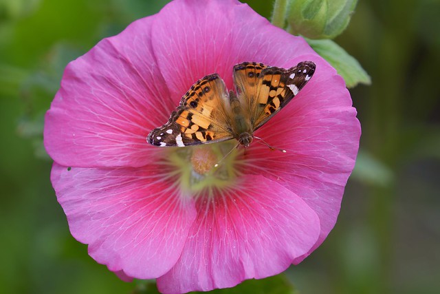 Painted Lady on a Hollyhock flower