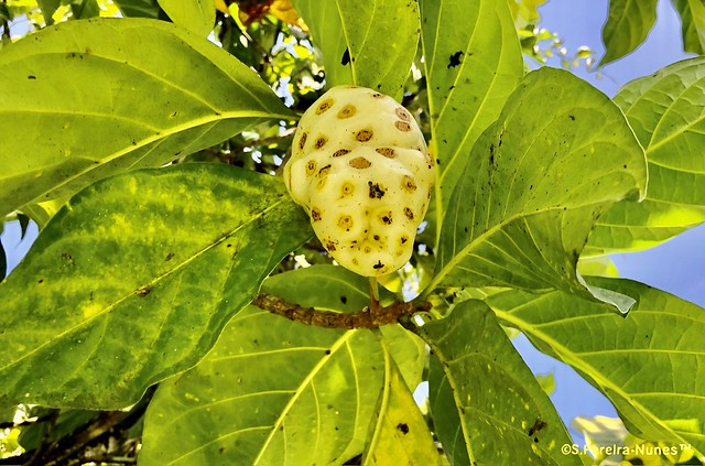 Fruta Pão, Noni Fruit, Morinda Citrifolia, Klaskreek, Suriname