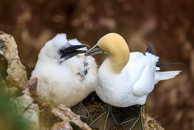 Gannet with chick