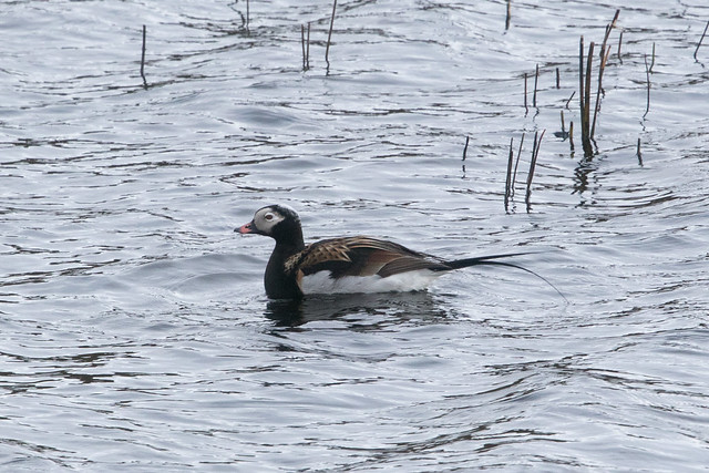 Male Long-tailed Duck at Slettnes S24A5503