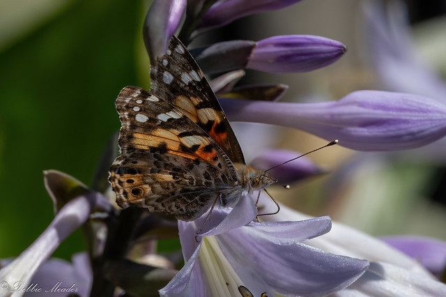 Painted Lady Butterfly!!