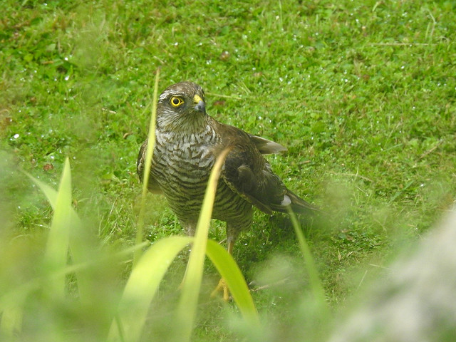 Sparrowhawk, garden, Jul 30 2023, P9 (5)