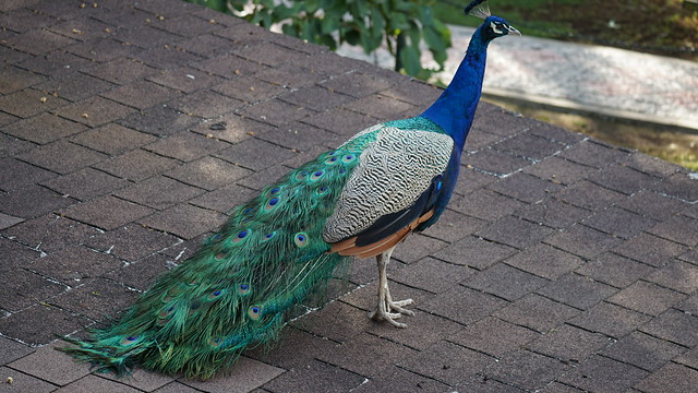 Peacock sitting on a roof top - Great Rift Valley Lodge and Golf Resort  - Naivasha - Kenya