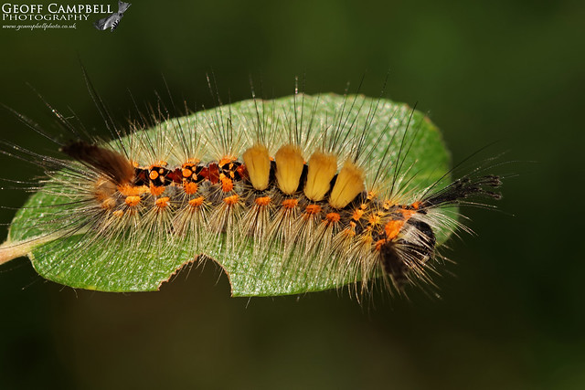 Vapourer Caterpillar (Orgyia antiqua)