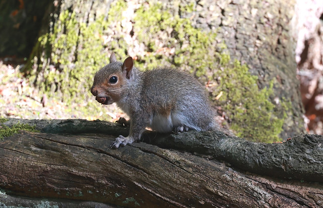 Grey squirrel kit, acorn in mouth